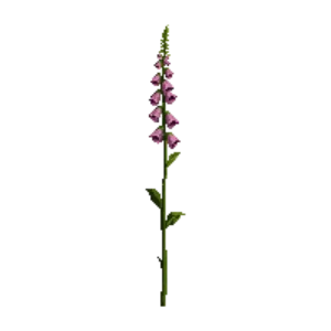Foxglove illustration