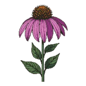 Coneflower illustration