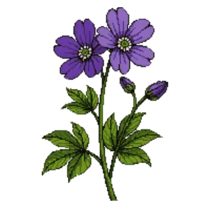 Hardy Geranium 'Rozanne' illustration