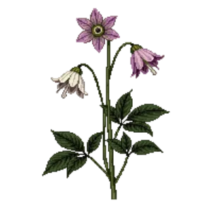 Hellebore illustration