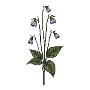 Hosta 'Halcyon' illustration