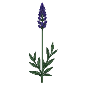 Lavender 'Hidcote' illustration