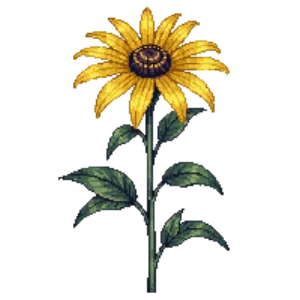 Black-Eyed Susan illustration
