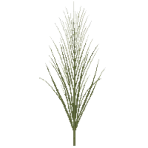 Mexican Feather Grass illustration
